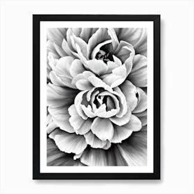 Peony B&W Pencil 3 Flower Art Print