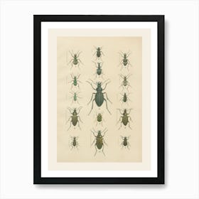 Beetle Illustration Art Print