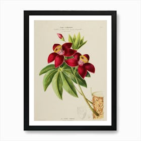 Orchids 10 Art Print