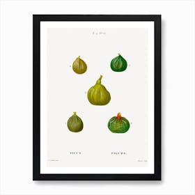 Figs, Pierre Joseph Redoute Art Print