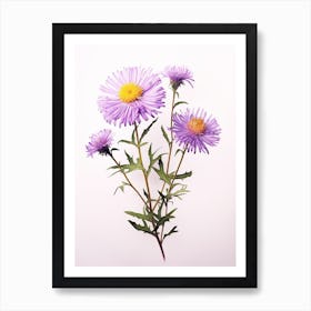 Pressed Flower Botanical Art Asters 3 Art Print