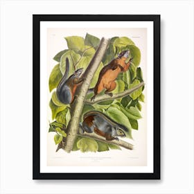 Red Bellied Squirrel, John James Audubon Art Print