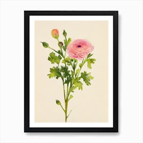 Ranunculus 1 Vintage Flowers Flower Art Print