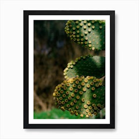 Abstract Close Up Succulents  Art Print