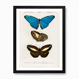 Different Types Of Butterfly, Charles Dessalines D'Orbigny 2 Art Print