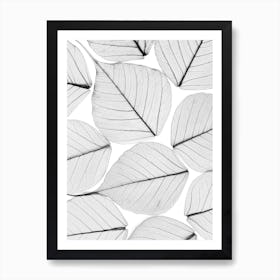 Skeleton Leaf II Art Print