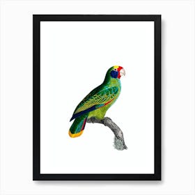 Vintage Red And Blue Amazon Parrot Bird Illustration on Pure White Art Print