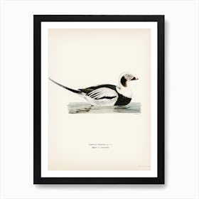 Long Tailed Duck Male, The Von Wright Brothers Art Print