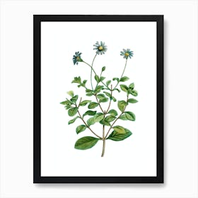 Vintage Blue Marguerite Plant Botanical Illustration on Pure White n.0374 Art Print
