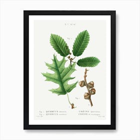 Eastern Black Oak And Chestnut Oak, Pierre Joseph Redoute Art Print