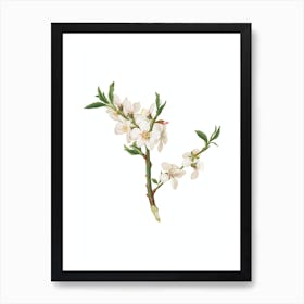 Vintage Almond Tree Flower Botanical Illustration on Pure White n.0730 Art Print