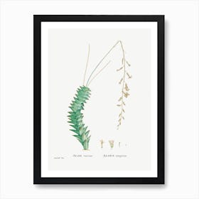 Aloe Viscosa, Pierre Joseph Redoute Art Print