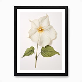 Pressed Wildflower Botanical Art Prairie Trillium 1 Art Print