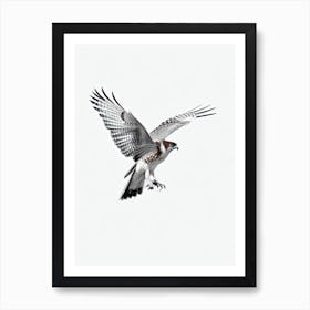 Red Tailed Hawk B&W Pencil Drawing 2 Bird Art Print