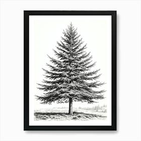 Fir Tree Pencil Sketch Ultra Detailed 7 Art Print