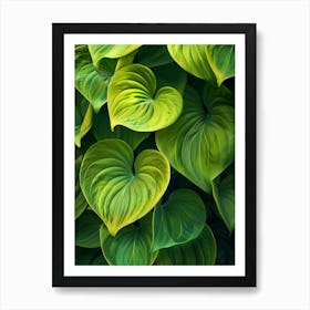 Green Leaves Of Hosta Art Print