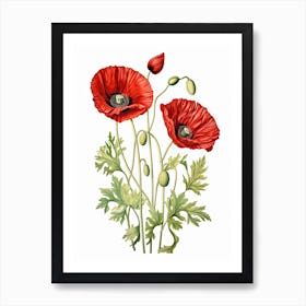 Poppies Flower Vintage Botanical 2 Art Print