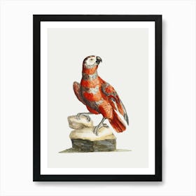 Parrot 36 Art Print