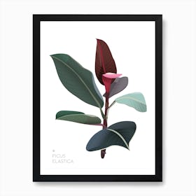 Ficus Elastica Art Print