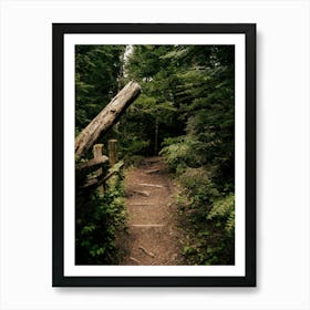 Forest Path Art Print