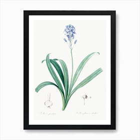 Spanish Bluebell Illustration, Pierre Joseph Redoute Art Print