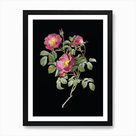Vintage Rose of Love Bloom Botanical Illustration on Solid Black n.0710 Art Print