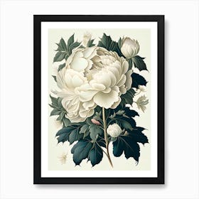 White Wings Peonies Vintage Botanical Art Print