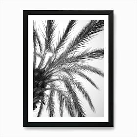 Black and white palmtree in Spain - summer botanical nature and travel photography by Christa Stroo Photography Art Print