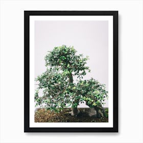 Bonsai Tree Art Print