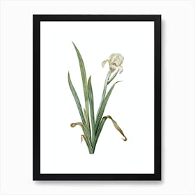 Vintage Crimean Iris Botanical Illustration on Pure White n.0649 Art Print