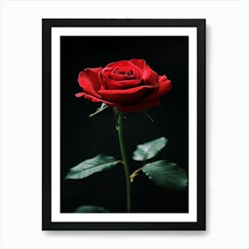 Red Rose 56 Art Print