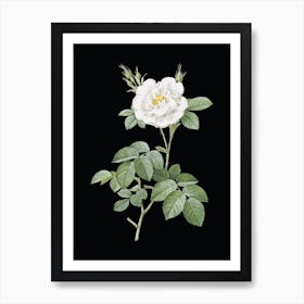 Vintage White Rose Botanical Illustration on Solid Black n.0581 Art Print