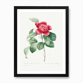 Red Anemone Camellia, Pierre Joseph Redouté Art Print