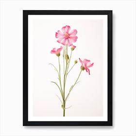 Pressed Wildflower Botanical Art Fire Pink Silene Virginica Flower 2 Art Print