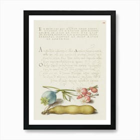 Opium Poppy, Bladder Campion, And Broad Bean From Mira Calligraphiae Monumenta, Joris Hoefnagel Art Print