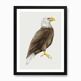 Bald Eagle 1 Art Print