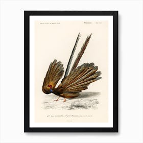 Great Argus (Phasianus Argus), Charles Dessalines D' Orbigny Art Print