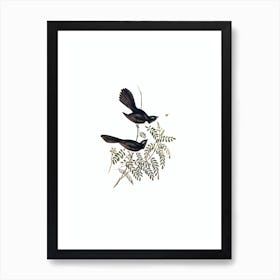 Vintage Black Fantailed Flycatcher Bird Illustration on Pure White Art Print