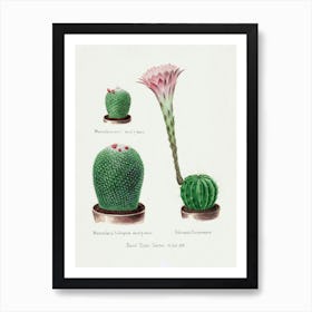 Rainbow Pincushion Cactus And Easter Lily, Familie Der Cacteen Art Print