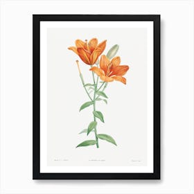 Orange Bulbous Lily From La Botanique De Jj Rousseau, Pierre Joseph Redouté Art Print