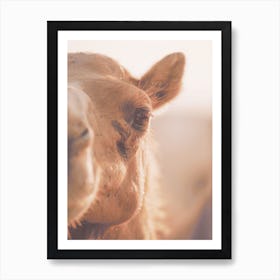 Camel Sunset Art Print