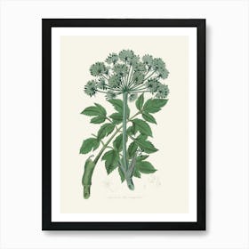 Vintage Botanical John Stephenson and James Morss Churchill Art Print_2731650 Art Print