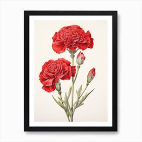 Carnations Flower Vintage Botanical 0 Art Print