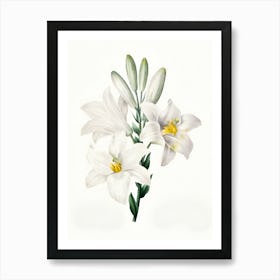 Madonna Lily Art Print