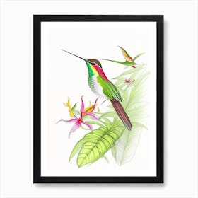 Hummingbird In Tropical Rainforest Quentin Blake Illustration Art Print