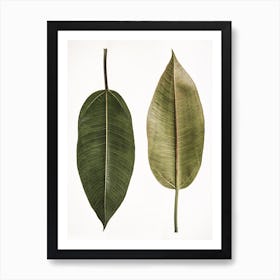 Leaf Study 05 Art Print