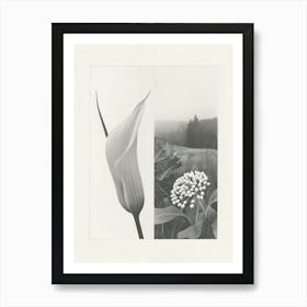 Calla Lilly Flower Photo Collage 3 Art Print