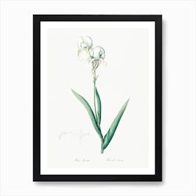 Tall Bearded Iris, Pierre Joseph Redoute Art Print