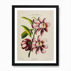 Hibiscus 34 Art Print