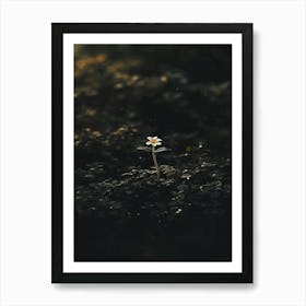 Single Flower In The Dark 47 Art Print